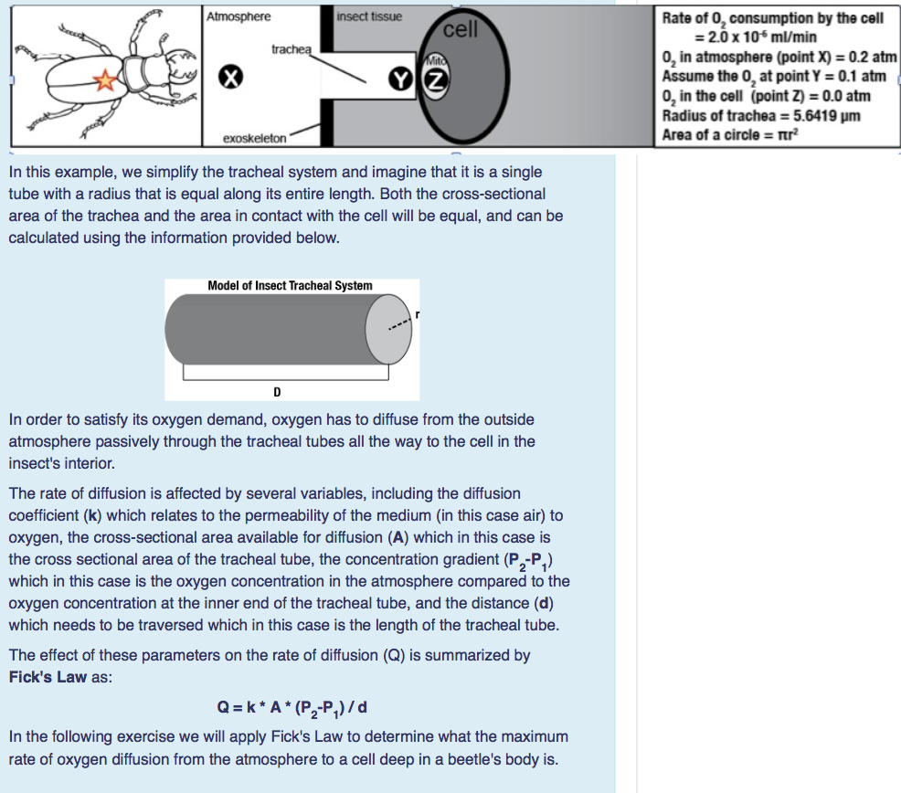 Solved Consider a beetle that is 3mm long. The diagram below | Chegg.com