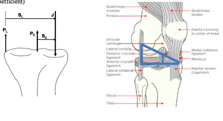 Solved If a lateral-to-medial load is applied to the foot, | Chegg.com