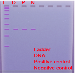 positive control negative control