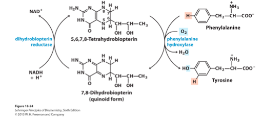 Solved Phenylketonuria is an inherited disease that results | Chegg.com