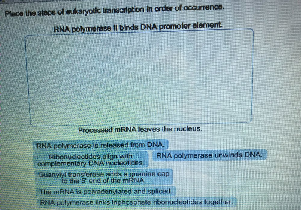 Solved Place the steps of eukaryotic transcription In order | Chegg.com