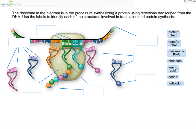 Solved: Sapling Learning The Ribosome In The Diagram Is In... | Chegg.com