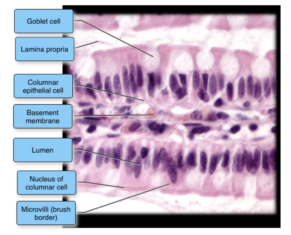 Simple Columnar Epithelium Labeled Diagram