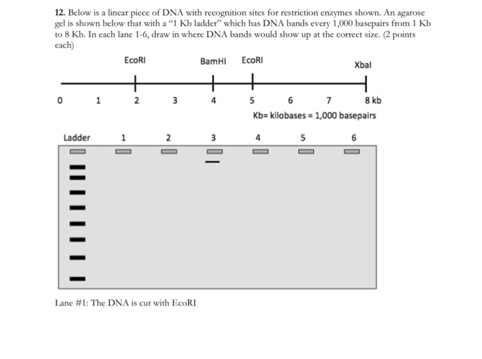 Solved 12. Below is a linear piece of DNA with recognition | Chegg.com