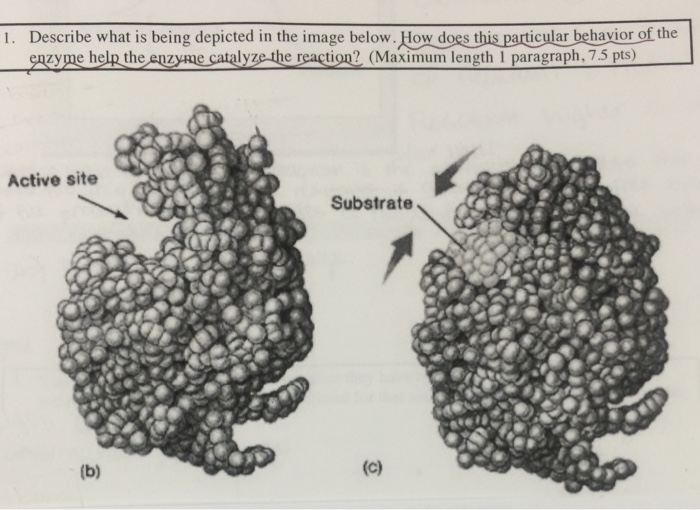 Solved Describe what is being depicted in the image below.