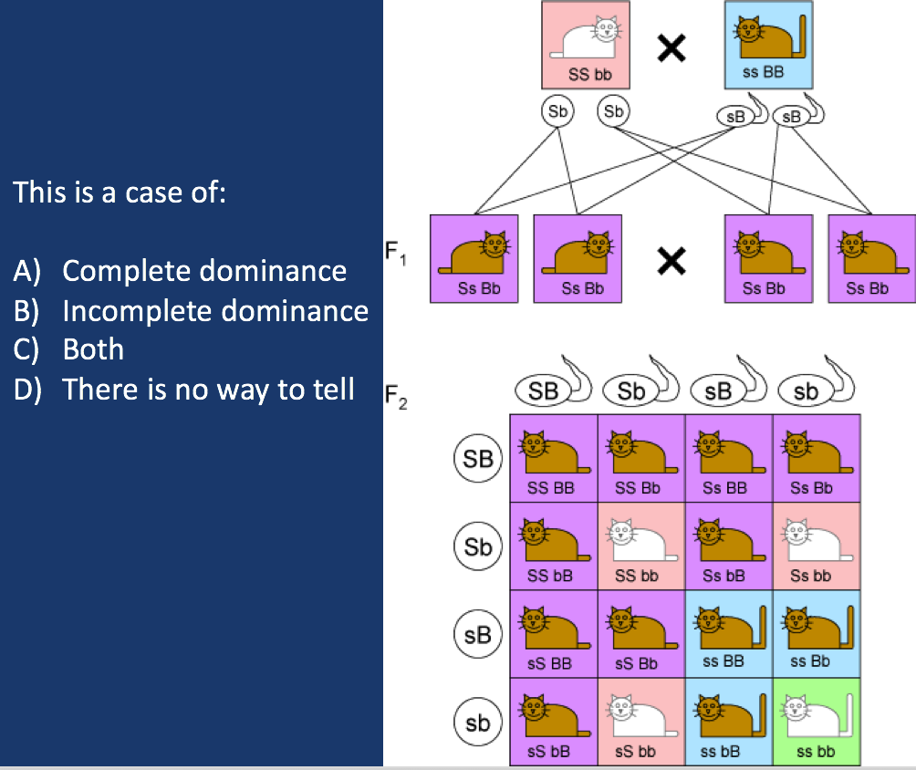 Solved Sb Sb This is a case of: A) Complete dominance B) | Chegg.com
