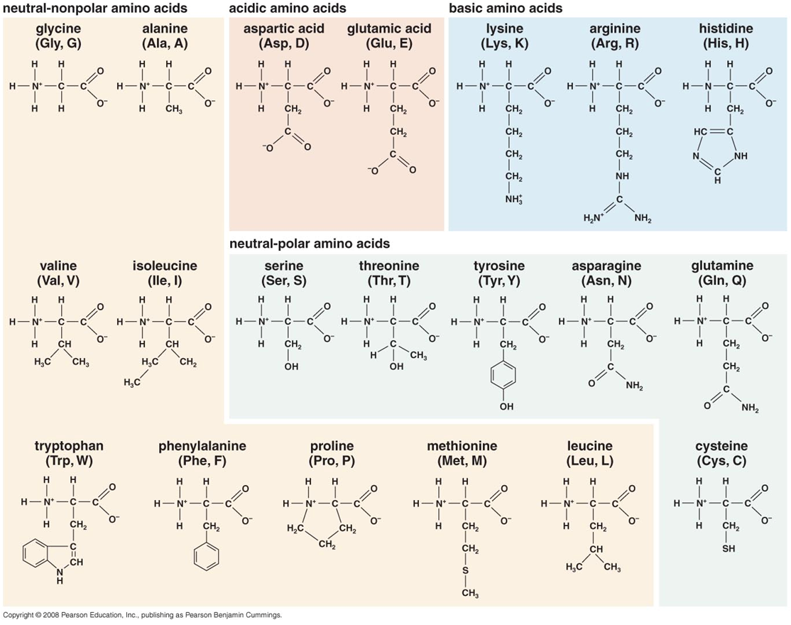 Amino acid. 20 Amino acids. Amino acids structure. Amino acids list. Аминокислоты Ленинджер.