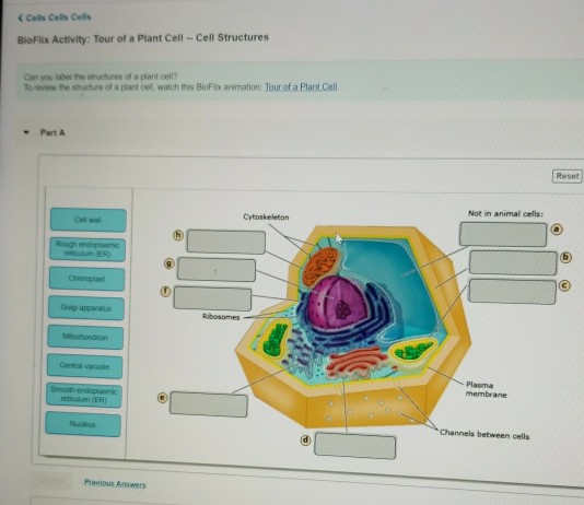 bioflix quiz tour of an animal cell