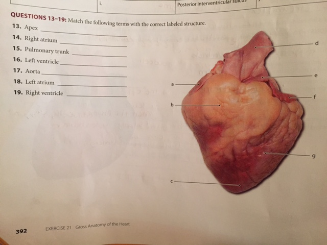 Apex Anatomy - Anatomy Reading Source