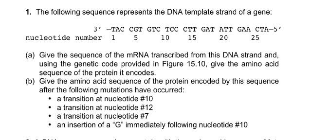 Solved The Following Sequence Represents The Dna Template 