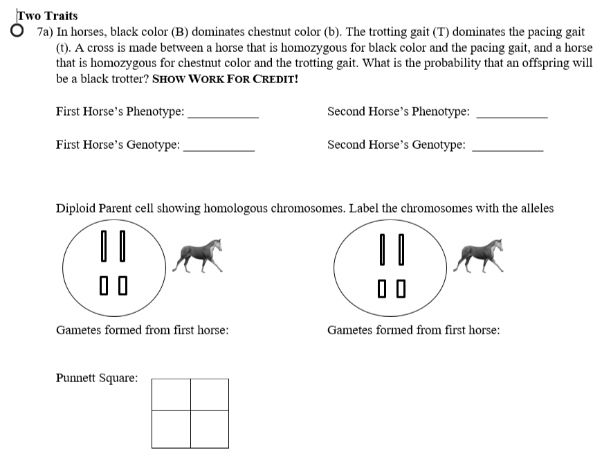 Solved Two Traits O 7a) In Horses, Black Color (B) Dominates | Chegg.com