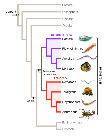 Solved Where should the origin of jointed appendages be | Chegg.com