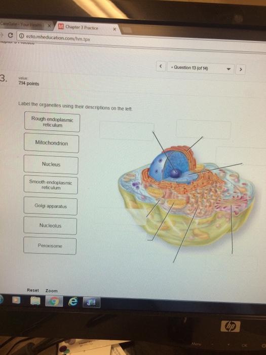 Solved Label the organelles using their descriptions on the | Chegg.com