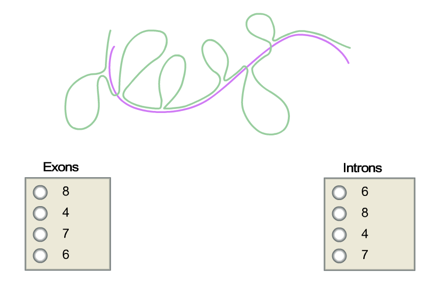 Solved Below is a diagram of the results from a DNA–RNA | Chegg.com