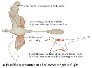 Solved The evolution of flight is a subject of | Chegg.com