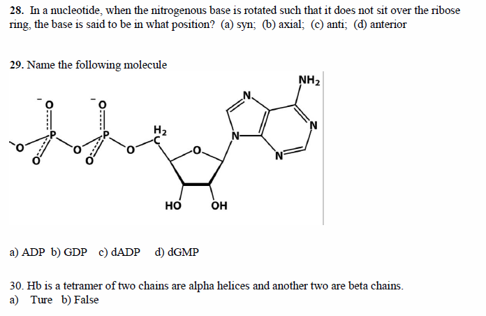 Solved 28. In a nucleotide, when the nitrogenous base is | Chegg.com ...