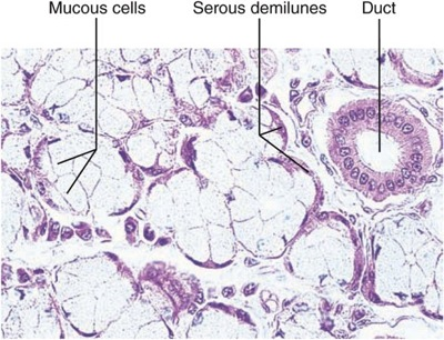 Solved View The Histology Slides Figure 38.6 (b), Figure 