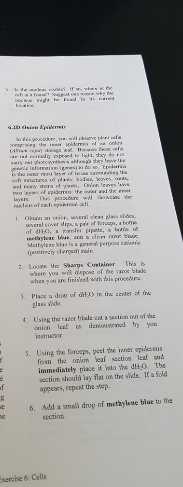 Solved 5, Is the nucleus visible? If so, where in the cell | Chegg.com