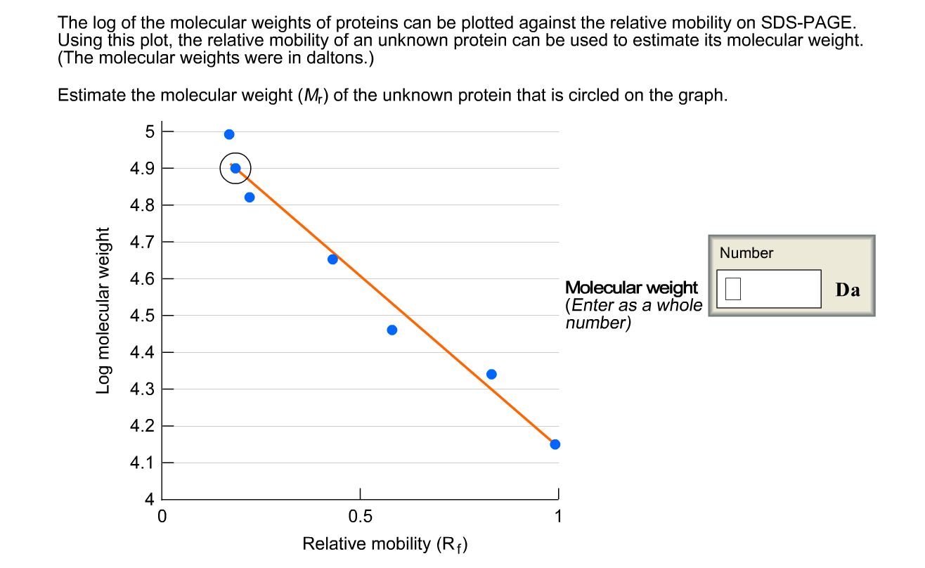 Solved The log of the molecular weights of proteins can be