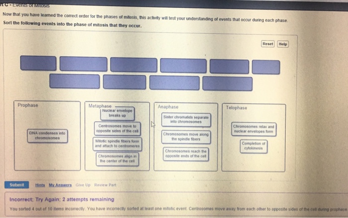 Solved: Now That You Have Learned The Correct Order For Th... | Chegg.com