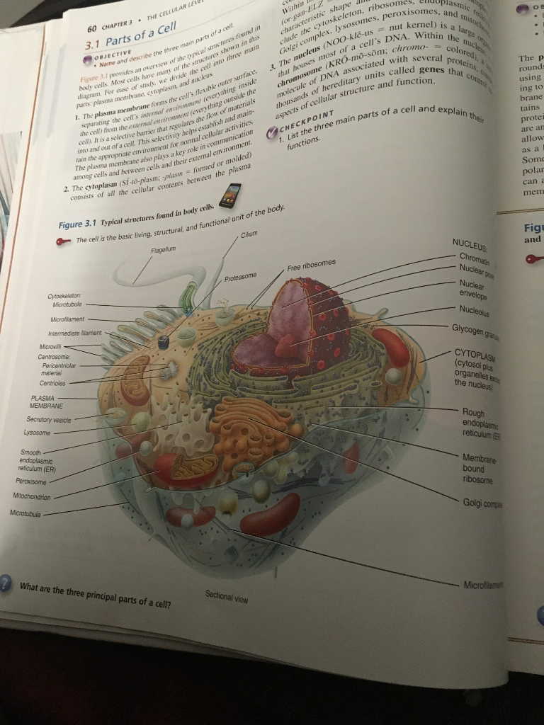 Solved: Exercise 4-1 Organelles And Cell Structures Name O... | Chegg.com