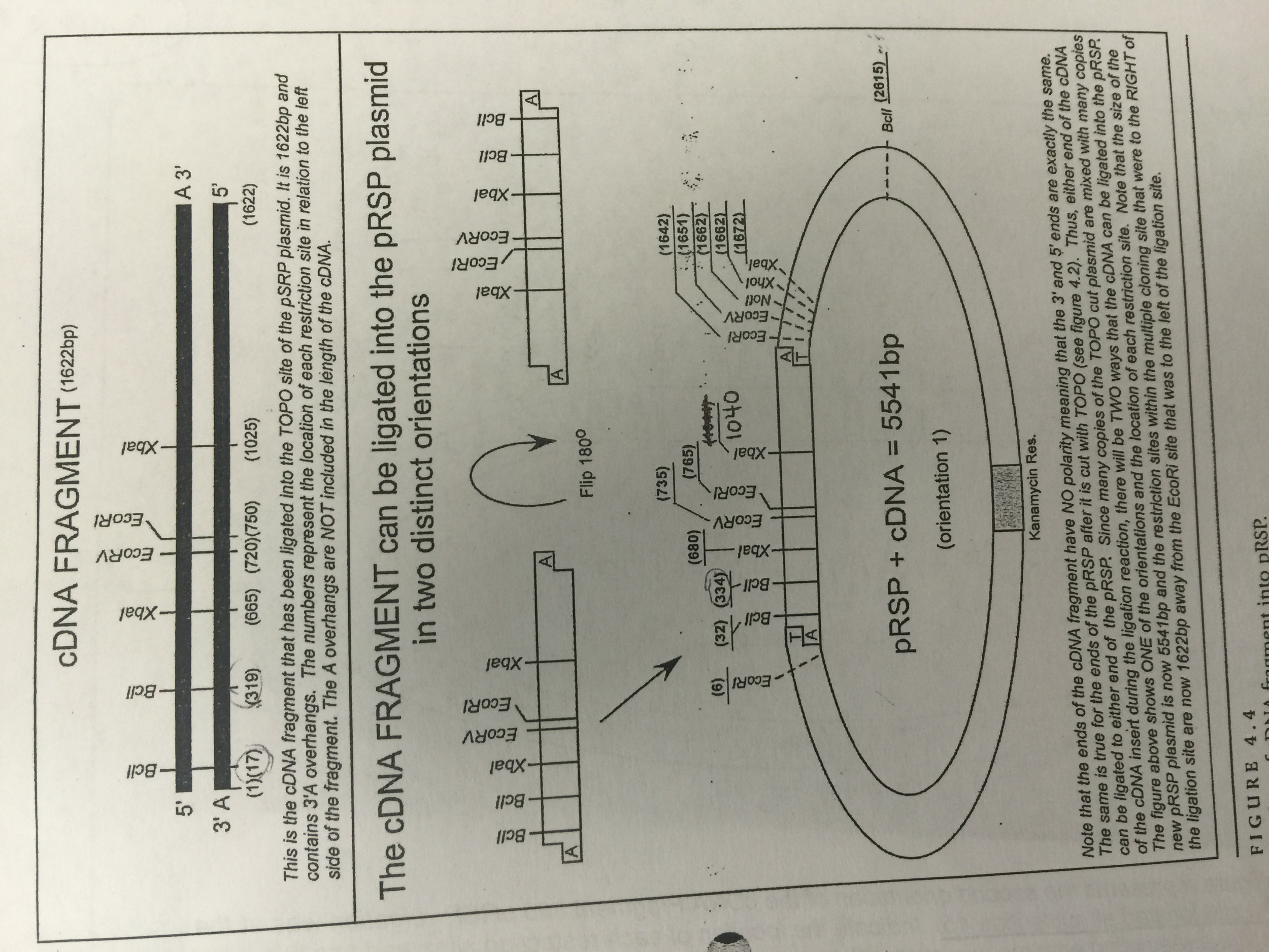 Solved Using The plasmid map for orientation #1 and the cDNA | Chegg.com