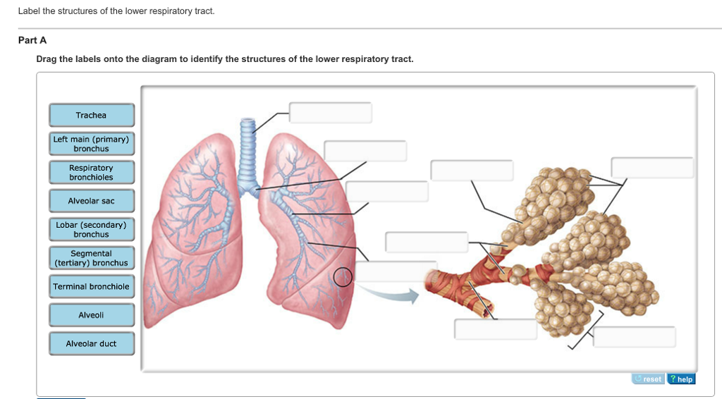 solved-label-the-structures-of-the-lower-respiratory-tract-chegg