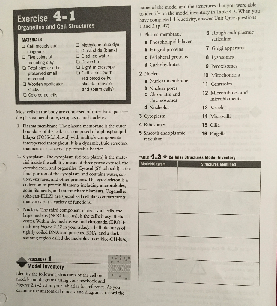 Exercise 4-1 Organelles and Cell Structures name of | Chegg.com