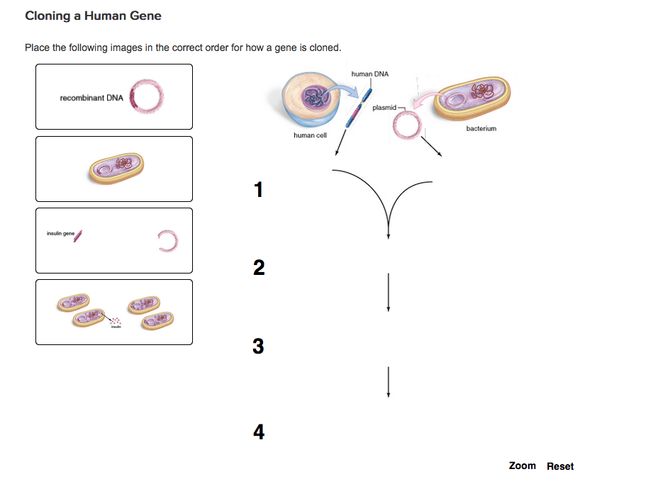 Solved Cloning A Human Gene Place The Following Images In | Chegg.com