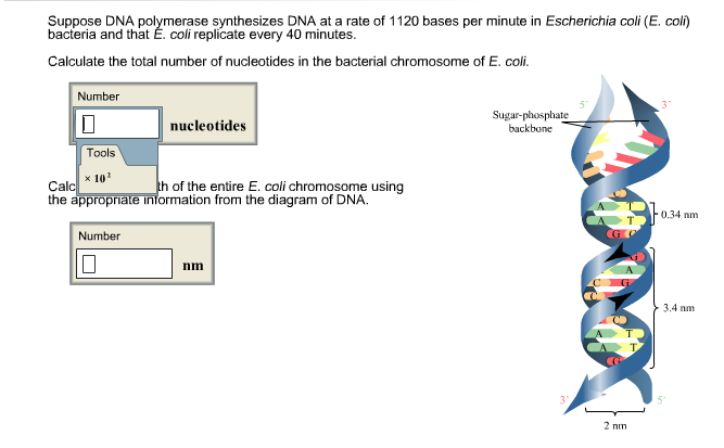 Solved Suppose DNA polymerase synthesizes DNA at a rate of | Chegg.com 