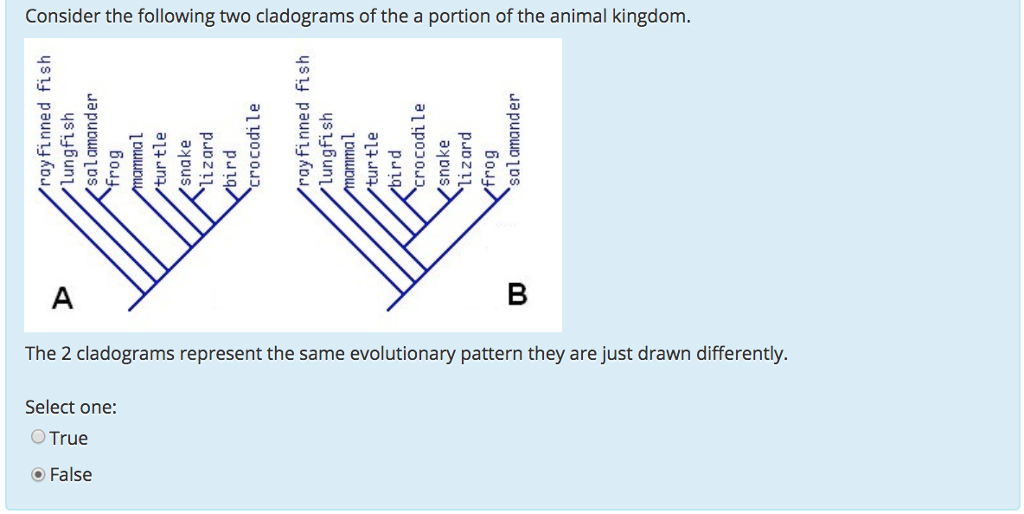 Cladogram Worksheet Answer Key  Kidz Activities