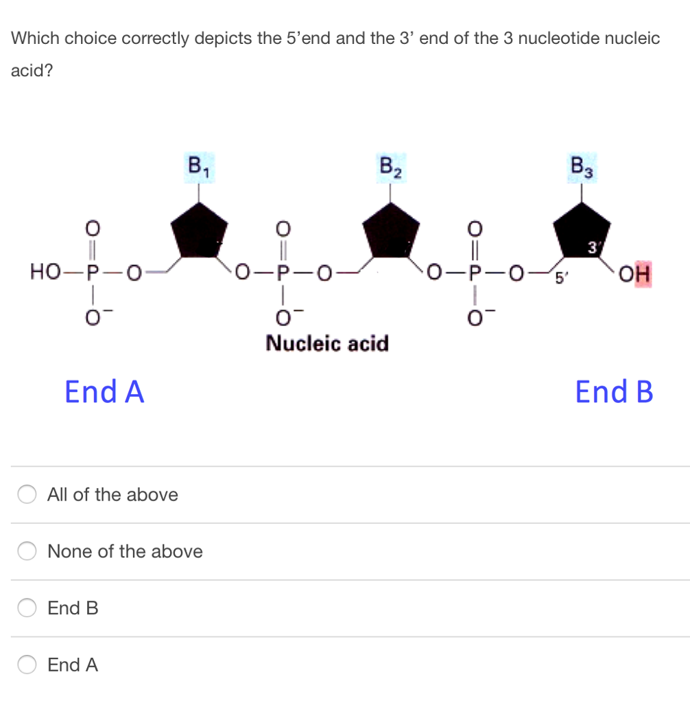 solved-which-choice-correctly-depicts-the-5-end-and-the-3-chegg