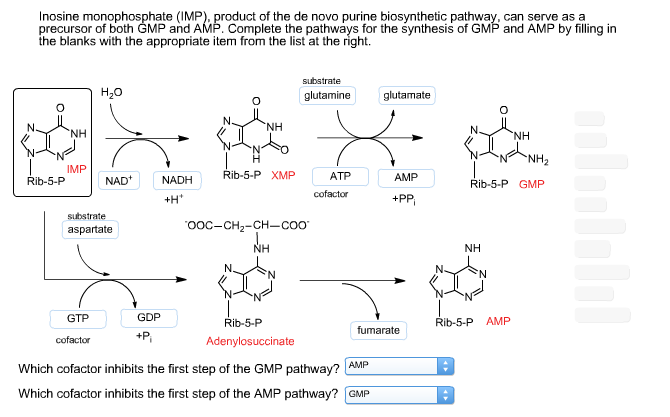 Solved Inosine Monophosphate (IMP), Product Of The De Novo | Chegg.com