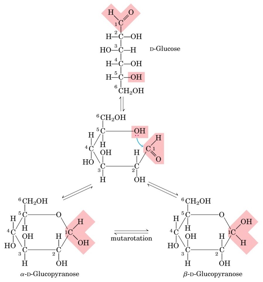 Sugars can exist in the open form and the ring form. | Chegg.com