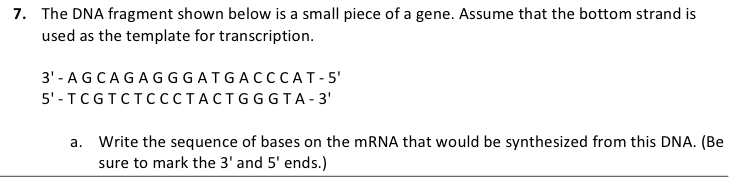 Solved 7. The DNA fragment shown below is a small piece of a | Chegg.com