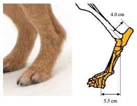 Solved Dogs—like many animals—stand and walk on their toes. | Chegg.com