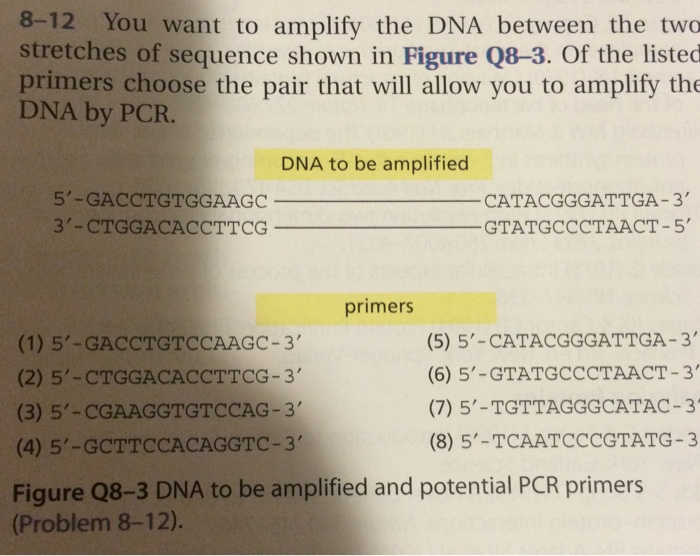 Solved You want to amplify the DNA between the two stretches