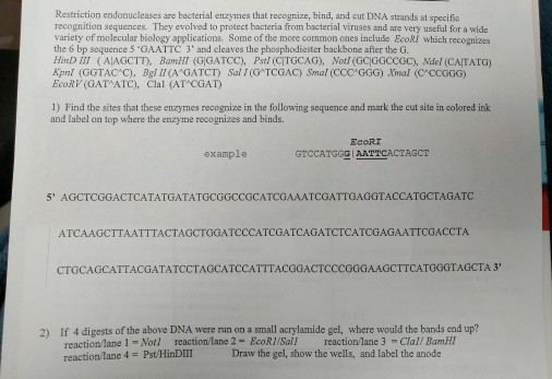 Solved Restriction Endonucleases Are Bacterial Enzymes That 7820