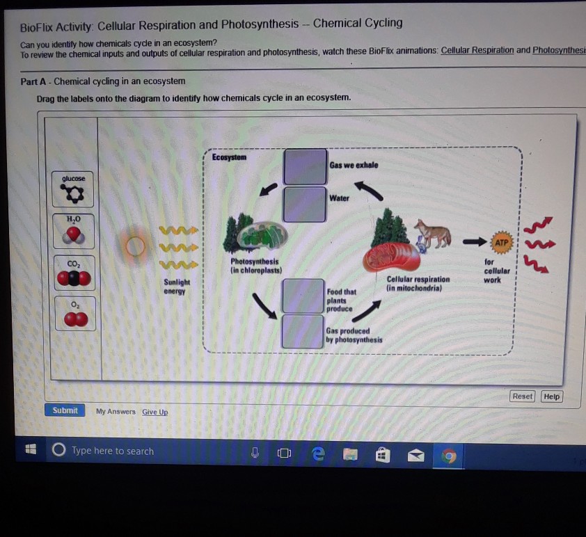 Solved BioFlix Activity. Cellular Respiration and | Chegg.com