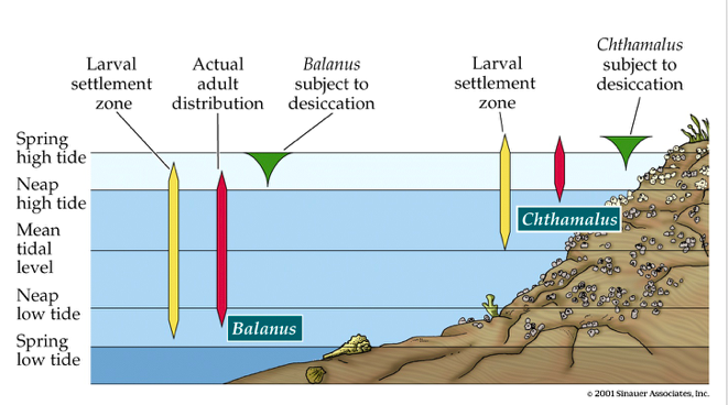 solved-chthamalus-larval-settlement-actual-adult-balanus-chegg