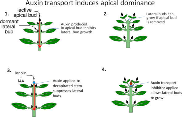 solved-auxin-transport-induces-apical-dominance-active-chegg