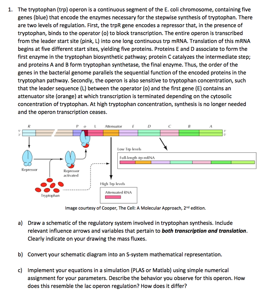 Solved The tryptophan (trp) operon is a continuous segment