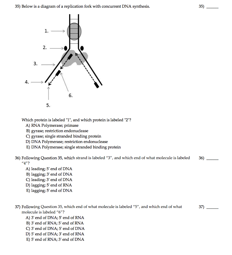 [DIAGRAM] Dna Replication Diagram Labeled - MYDIAGRAM.ONLINE