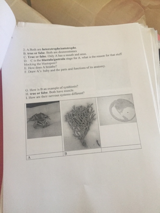 Solved A Both are heterotrophs/autotrophs. True or false.