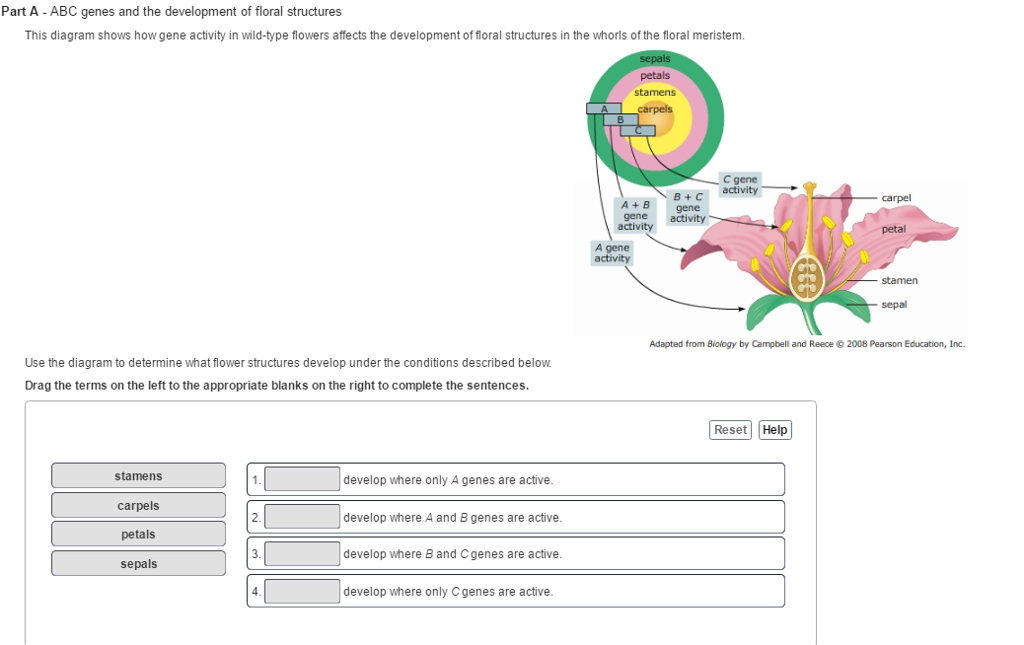 Solved ABC genes and the development of floral structures