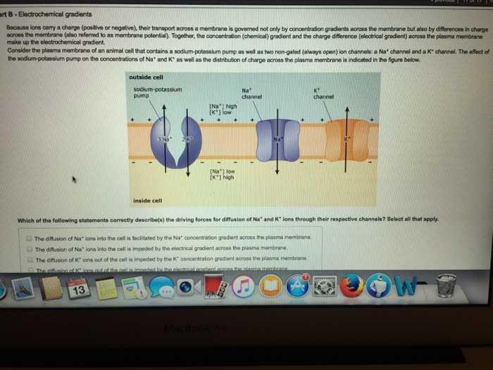 Electrochemical Gradients Types Primary Secondary Rol vrogue.co
