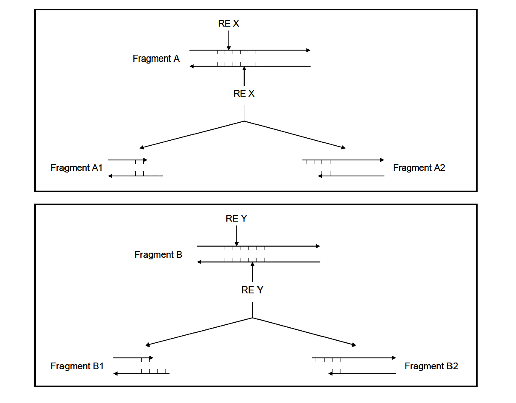 Solved You are given two different restriction enzymes | Chegg.com