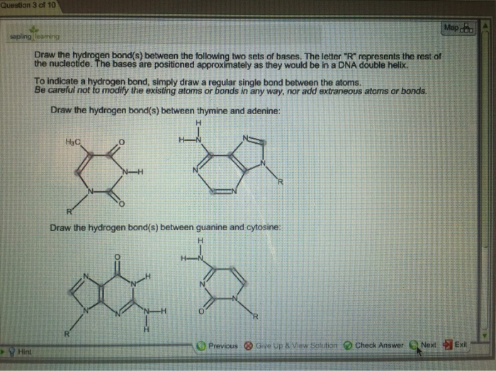 Solved draw the hydrogen bonds between thymine and adenine &