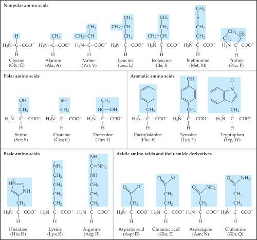 Solved The 20 amino acids found in the human body. The acids | Chegg.com