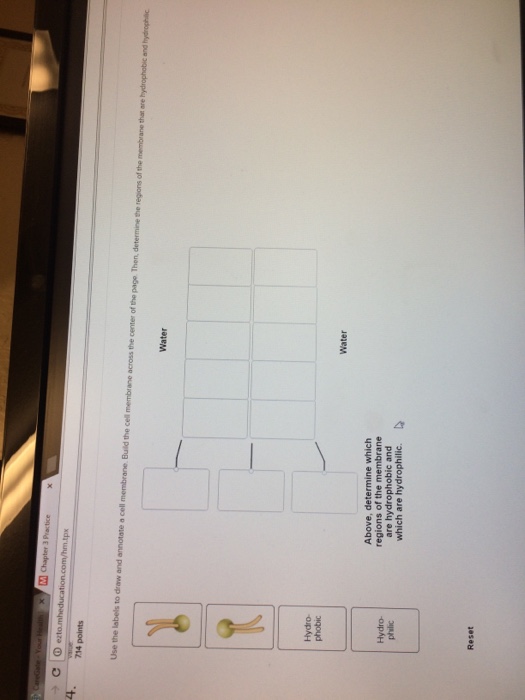 Solved Use the labels to draw and annotate a cell membrane.